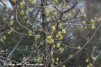 Flora-Strauch-Kornelkirsche-20100411-051.jpg