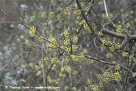 Flora-Strauch-Kornelkirsche-20100411-052.jpg