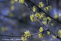 Flora-Strauch-Kornelkische-20070325-110.jpg