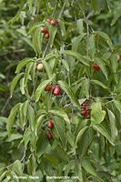 Flora-Strauch-Kornelkrische-20100815-28.jpg