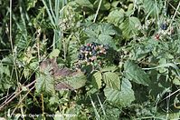 Dateiname=Flora-Strauch-Kratzbeere-200208-6.jpg
Dateigröße=286KB
Abmessungen: 720x478
hinzugefügt am: 01. April 2014 Flora-Strauch-Kratzbeere-200208-6.jpg