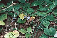 Dateiname=Flora-Strauch-Kratzbeere-20020824-59.jpg
Dateigröße=267KB
Abmessungen: 720x489
hinzugefügt am: 01. April 2014 Flora-Strauch-Kratzbeere-20020824-59.jpg
