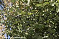Dateiname=Flora-Strauch-Kreuzdorn-20060916-39.jpg
Dateigröße=245KB
Abmessungen: 720x480
hinzugefügt am: 01. April 2014 Flora-Strauch-Kreuzdorn-20060916-39.jpg