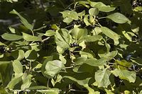 Dateiname=Flora-Strauch-Kreuzdorn-20060916-40.jpg
Dateigröße=209KB
Abmessungen: 720x480
hinzugefügt am: 01. April 2014 Flora-Strauch-Kreuzdorn-20060916-40.jpg