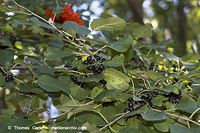 Dateiname=Flora-Strauch-Kreuzdorn-20060916-41.jpg
Dateigröße=187KB
Abmessungen: 720x480
hinzugefügt am: 01. April 2014 Flora-Strauch-Kreuzdorn-20060916-41.jpg