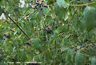 Flora-Strauch-Kreuzdorn-20090808-150.jpg