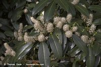 Flora-Strauch-Liguster-20060514-10.jpg