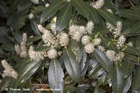 Flora-Strauch-Liguster-20060514-11.jpg