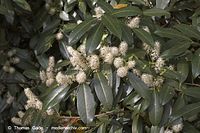 Flora-Strauch-Liguster-20060514-12.jpg