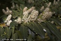 Flora-Strauch-Liguster-20060514-13.jpg