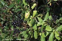 Flora-Strauch-Liguster-20101010-58.jpg