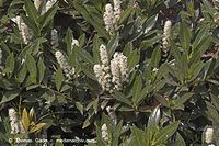 Flora-Strauch-Liguster50501-03.jpg