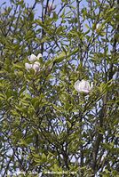 Flora-Strauch-Magnolie-20070422-137.jpg