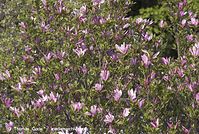 Flora-Strauch-Magnolie-20070422-190.jpg