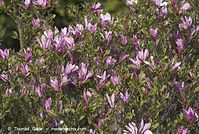 Flora-Strauch-Magnolie-20070422-191.jpg