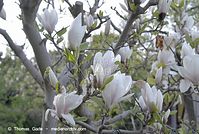 Flora-Strauch-Magnolie-20070422-71.jpg