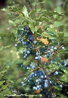 Flora-Strauch-Mahonie-199908-018.jpg