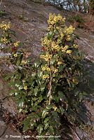 Flora-Strauch-Mahonie-200204-07.jpg
