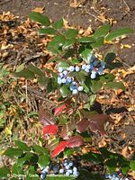 Flora-Strauch-Mahonie-20041009-11.jpg