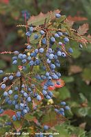 Flora-Strauch-Mahonie-20050814-41.jpg