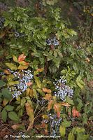 Flora-Strauch-Mahonie-20060723-30.jpg