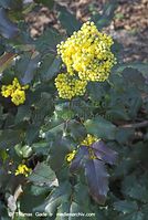 Flora-Strauch-Mahonie-20070401-34.jpg