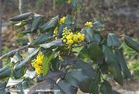 Flora-Strauch-Mahonie-20070401-35.jpg