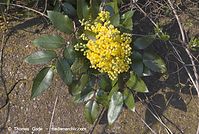 Flora-Strauch-Mahonie-20070401-36.jpg
