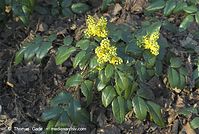 Flora-Strauch-Mahonie-20070401-37.jpg
