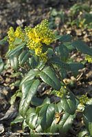 Flora-Strauch-Mahonie-20070401-38.jpg