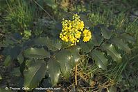 Flora-Strauch-Mahonie-20070401-39.jpg