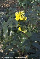 Dateiname=Flora-Strauch-Mahonie-20070401-40.jpg
Dateigröße=196KB
Abmessungen: 484x720
hinzugefügt am: 01. April 2014 Flora-Strauch-Mahonie-20070401-40.jpg