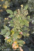Dateiname=Flora-Strauch-Mahonie-20070422-85.jpg
Dateigröße=215KB
Abmessungen: 484x720
hinzugefügt am: 01. April 2014 Flora-Strauch-Mahonie-20070422-85.jpg