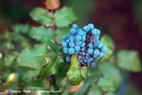 Dateiname=Flora-Strauch-Mahonie-20070708-11.jpg
Dateigröße=149KB
Abmessungen: 720x483
hinzugefügt am: 01. April 2014 Flora-Strauch-Mahonie-20070708-11.jpg
