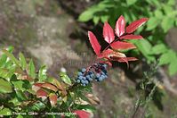 Dateiname=Flora-Strauch-Mahonie-20120729-80.jpg
Dateigröße=172KB
Abmessungen: 720x478
hinzugefügt am: 01. April 2014 Flora-Strauch-Mahonie-20120729-80.jpg