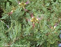 Flora-Strauch-Paradiesvogelstrauch-200111-05.jpg