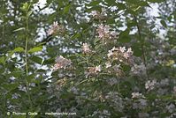 Dateiname=Flora-Strauch-Perlmuttstrauch-20070506-60.jpg
Dateigröße=208KB
Abmessungen: 720x484
hinzugefügt am: 01. April 2014 Flora-Strauch-Perlmuttstrauch-20070506-60.jpg