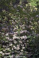 Dateiname=Flora-Strauch-Perlmuttstrauch-20070506-79.jpg
Dateigröße=250KB
Abmessungen: 484x720
hinzugefügt am: 01. April 2014 Flora-Strauch-Perlmuttstrauch-20070506-79.jpg
