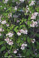 Dateiname=Flora-Strauch-Permuttstrauch-20070517-87.jpg
Dateigröße=247KB
Abmessungen: 484x720
hinzugefügt am: 01. April 2014 Flora-Strauch-Permuttstrauch-20070517-87.jpg