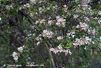 Dateiname=Flora-Strauch-Permuttstrauch-20070517-89.jpg
Dateigröße=224KB
Abmessungen: 720x484
hinzugefügt am: 01. April 2014 Flora-Strauch-Permuttstrauch-20070517-89.jpg