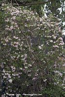 Dateiname=Flora-Strauch-Permuttstrauch-20070517-90.jpg
Dateigröße=296KB
Abmessungen: 484x720
hinzugefügt am: 01. April 2014 Flora-Strauch-Permuttstrauch-20070517-90.jpg