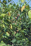 Flora-Strauch-Pfaffenhuetchen-20070805-15.jpg