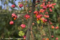 Flora-Strauch-Pfaffenhuetchen-20070923-105.jpg