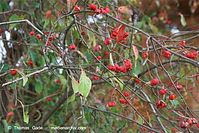 Dateiname=Flora-Strauch-Pfaffenhuetchen-20081102-45.jpg
Dateigröße=234KB
Abmessungen: 720x481
hinzugefügt am: 01. April 2014 Flora-Strauch-Pfaffenhuetchen-20081102-45.jpg