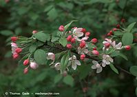 Flora-Strauch-Pfaffenhuetchen-20090418-21.jpg