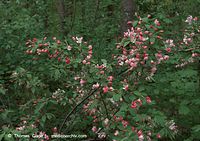 Flora-Strauch-Pfaffenhuetchen-20090418-22.jpg