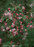 Flora-Strauch-Pfaffenhuetchen-20090418-23.jpg