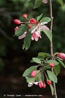 Dateiname=Flora-Strauch-Pfaffenhuetchen-20100501-40.jpg
Dateigröße=143KB
Abmessungen: 481x720
hinzugefügt am: 01. April 2014 Flora-Strauch-Pfaffenhuetchen-20100501-40.jpg