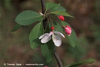 Dateiname=Flora-Strauch-Pfaffenhuetchen-20100501-41.jpg
Dateigröße=110KB
Abmessungen: 720x481
hinzugefügt am: 01. April 2014 Flora-Strauch-Pfaffenhuetchen-20100501-41.jpg