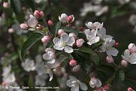 Dateiname=Flora-Strauch-Pfaffenhuetchen-20100501-42.jpg
Dateigröße=150KB
Abmessungen: 720x481
hinzugefügt am: 01. April 2014 Flora-Strauch-Pfaffenhuetchen-20100501-42.jpg